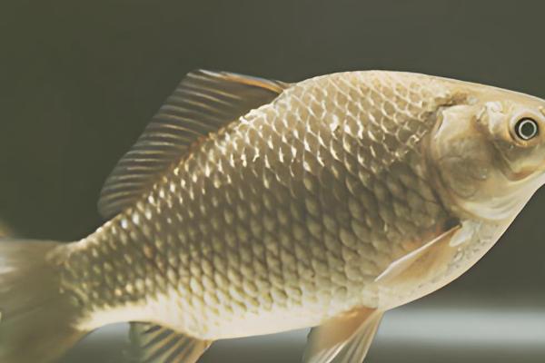 公母鲫鱼怎么区分，体型、头部、鱼鳞等方面都不同