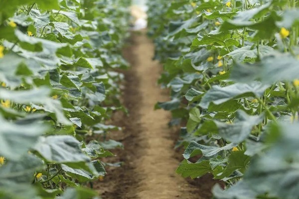 黄瓜的雄花和雌花如何区别，雄花的花萼非常小