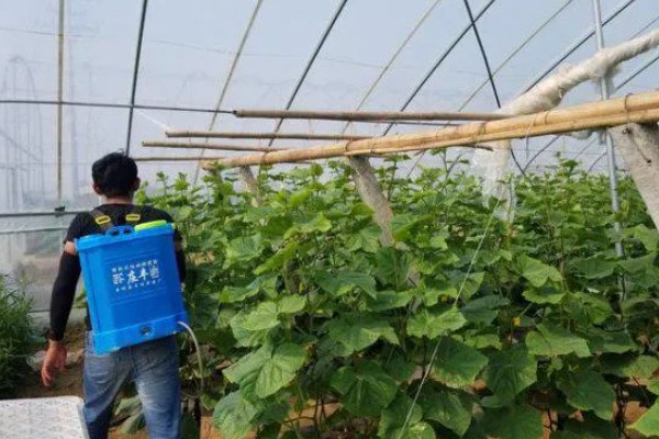 黄瓜的雄花和雌花如何区别，雄花的花萼非常小