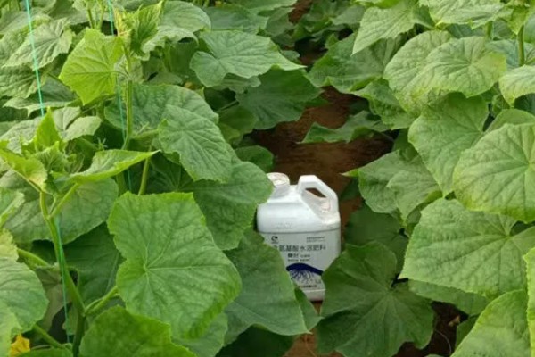 黄瓜的雄花和雌花如何区别，雄花的花萼非常小