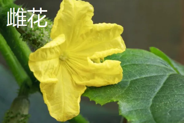 黄瓜的雄花和雌花如何区别，雄花的花萼非常小
