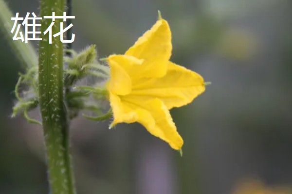 黄瓜的雄花和雌花如何区别，雄花的花萼非常小
