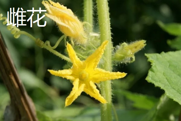 黄瓜的雄花和雌花如何区别，雄花的花萼非常小