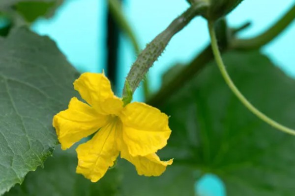 黄瓜的雄花和雌花如何区别，雄花的花萼非常小