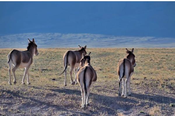 野驴的蹄子要不要修，运动量较大蹄子会自然磨损
