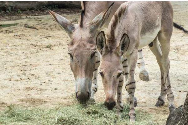 野驴的蹄子要不要修，运动量较大蹄子会自然磨损