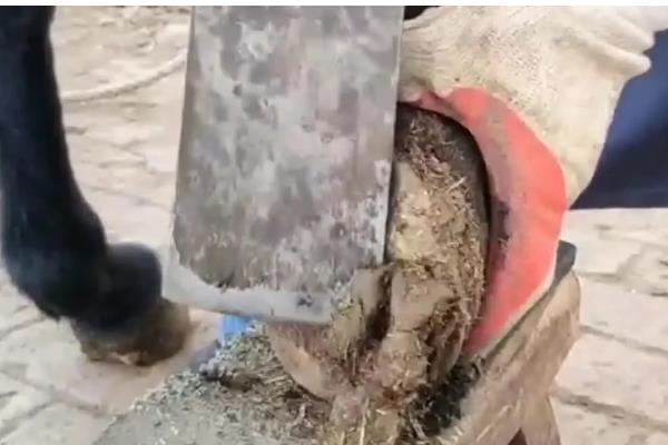 野驴的蹄子要不要修，运动量较大蹄子会自然磨损