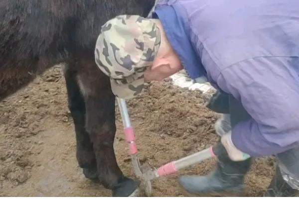 野驴的蹄子要不要修，运动量较大蹄子会自然磨损