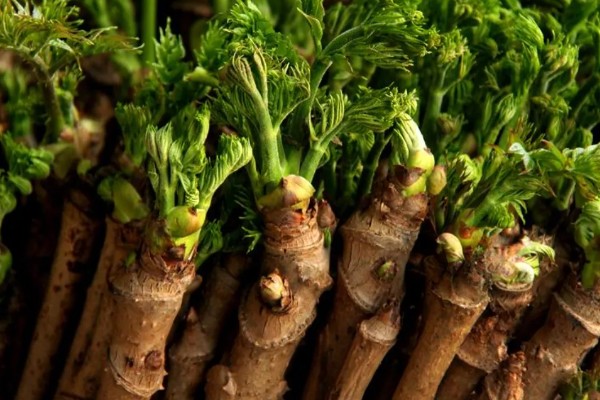 刺龙芽的食用方法，做煎饼、凉拌、做馅均可