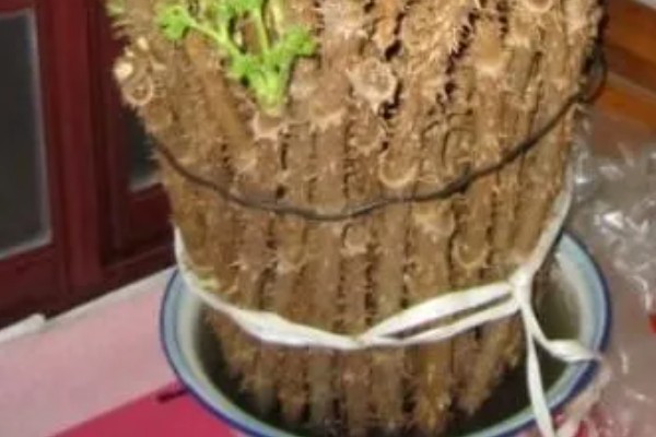 刺龙芽的食用方法，做煎饼、凉拌、做馅均可