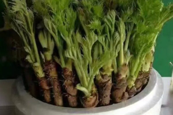 刺龙芽的食用方法，做煎饼、凉拌、做馅均可