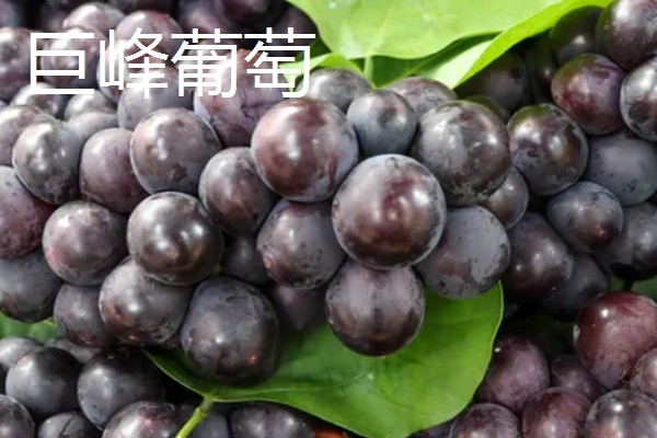 葡萄的主要品种,常见的有巨峰葡萄、户太8号等