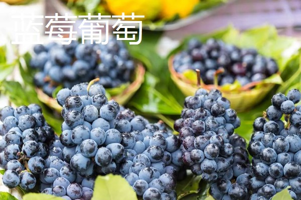 葡萄的主要品种,常见的有巨峰葡萄、户太8号等