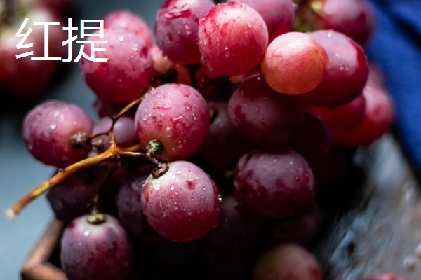 葡萄的主要品种,常见的有巨峰葡萄、户太8号等