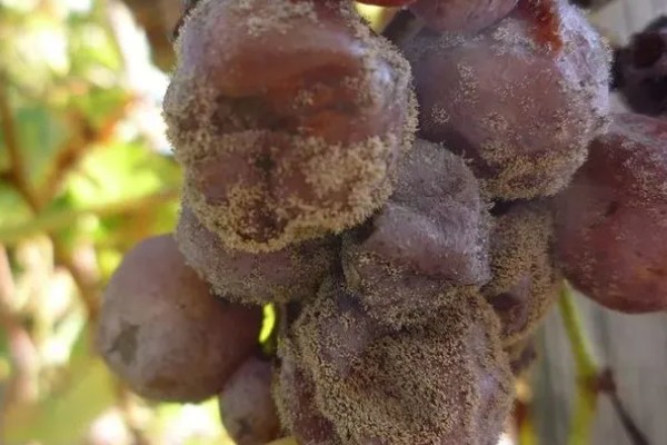 葡萄的主要品种,常见的有巨峰葡萄、户太8号等