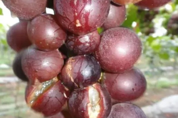 葡萄的主要品种,常见的有巨峰葡萄、户太8号等