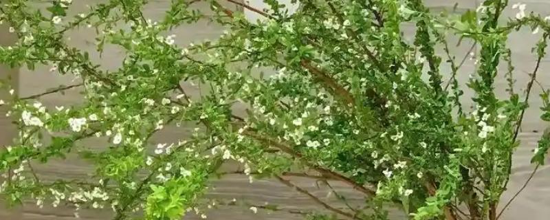 银柳可以养多久，干花可以在花瓶中放好几年