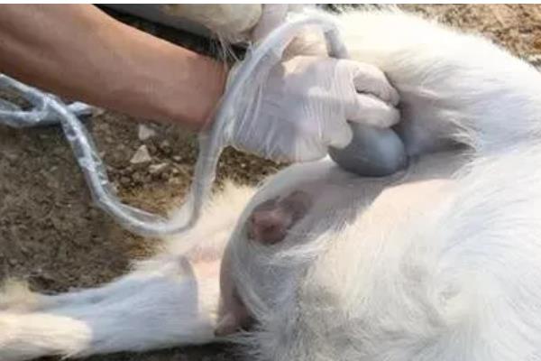 母羊产后精神差不吃食不反刍的原因,可能是消化机能紊乱、产道感染发炎等因素所致
