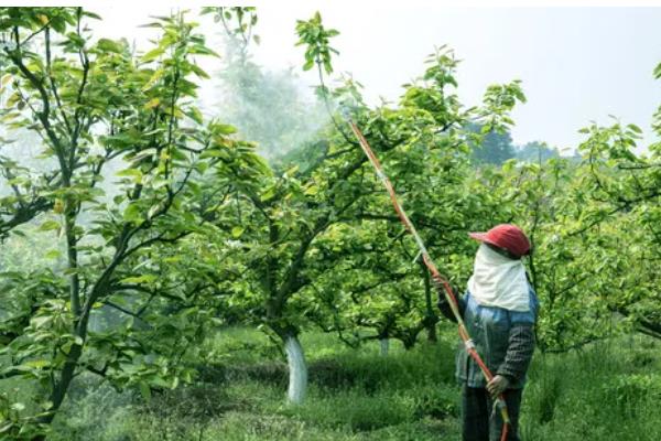果树全年病虫害如何防治，不同病害的防治方法不同