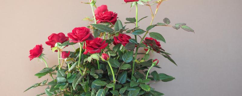 一晚上玫瑰花不放水里会枯萎吗，一般不会枯萎