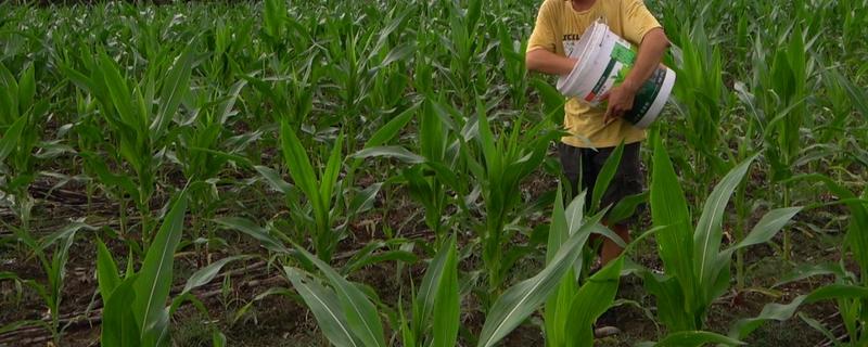 种玉米底肥选择哪种,以农家肥为主