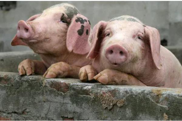 冷应激对猪有什么影响，会影响猪只健康