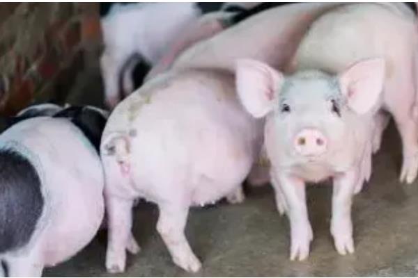 冷应激对猪有什么影响，会影响猪只健康