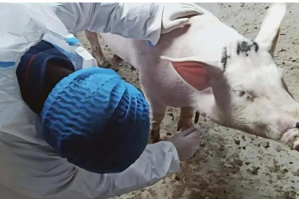 冷应激对猪有什么影响，会影响猪只健康