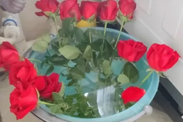 一晚上玫瑰花不放水里会枯萎吗，一般不会枯萎
