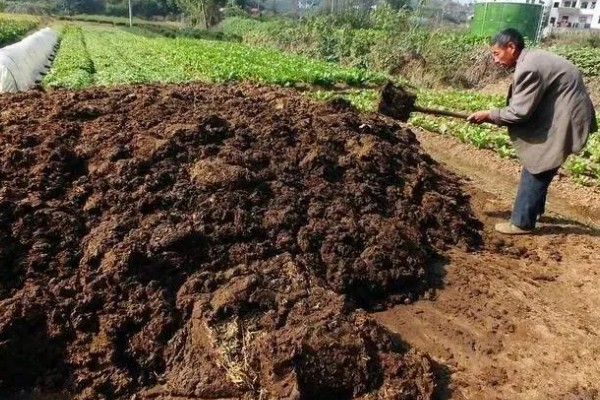 种玉米底肥选择哪种,以农家肥为主