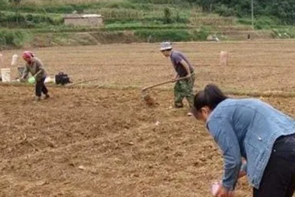 种玉米底肥选择哪种,以农家肥为主