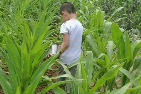 种玉米底肥选择哪种,以农家肥为主