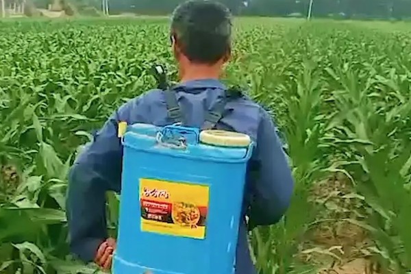 种玉米底肥选择哪种,以农家肥为主