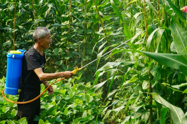 种玉米底肥选择哪种,以农家肥为主