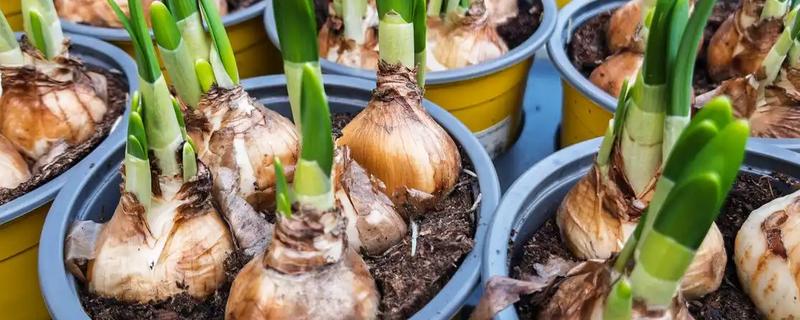 水仙花怎么种植，每天提供3小时左右的散射光