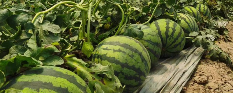 麒麟西瓜怎么种，1月25日开始播种