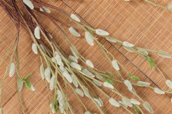 银柳可以养多久，干花可以在花瓶中放好几年