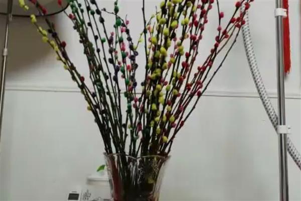 银柳可以养多久，干花可以在花瓶中放好几年