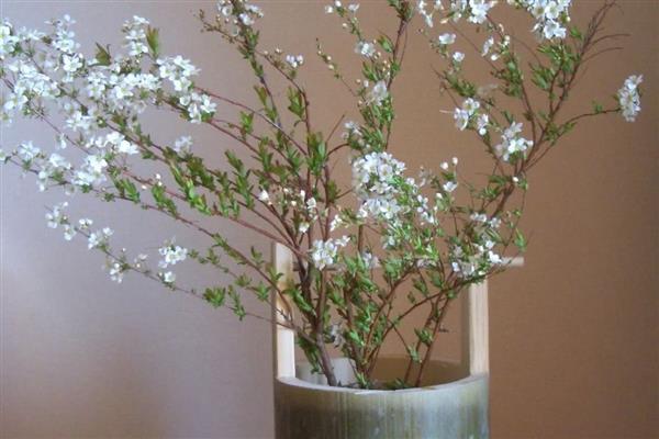 银柳可以养多久，干花可以在花瓶中放好几年