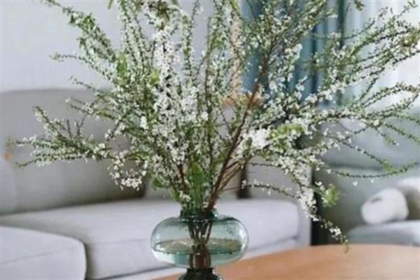 银柳可以养多久，干花可以在花瓶中放好几年