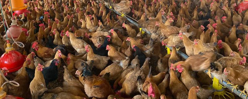 农村养鸡禁忌，以下8点要注意