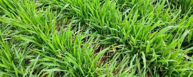 小麦出苗太稀怎么处理，需要及时补苗