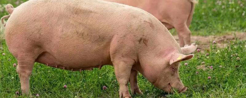 母猪发情的症状，发情的母猪精神会变的不安