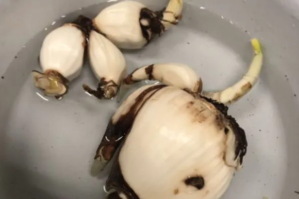 水仙花怎么种植,每天提供3小时左右的散射光