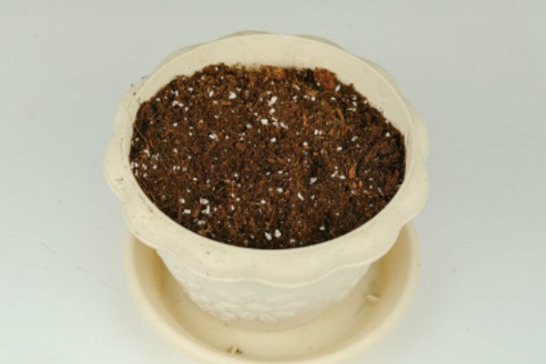 水仙花怎么种植,每天提供3小时左右的散射光