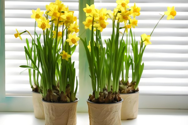 水仙花怎么种植,每天提供3小时左右的散射光