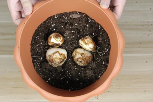 水仙花怎么种植,每天提供3小时左右的散射光