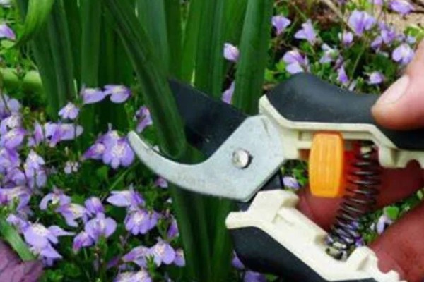 水仙花怎么种植,每天提供3小时左右的散射光