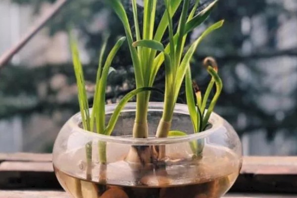 水仙花怎么种植,每天提供3小时左右的散射光