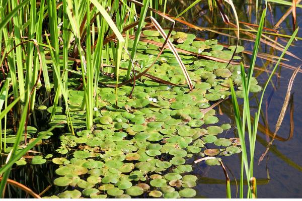 植物是靠什么传播种子,可以流水、弹射传播等
